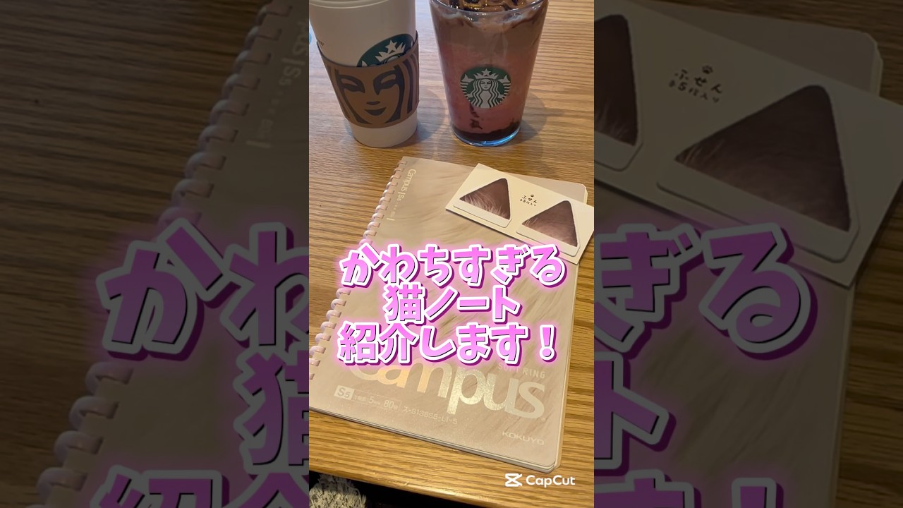 コクヨさんありがとうございます😊#猫のいる暮らし #スコティッシュフォールド