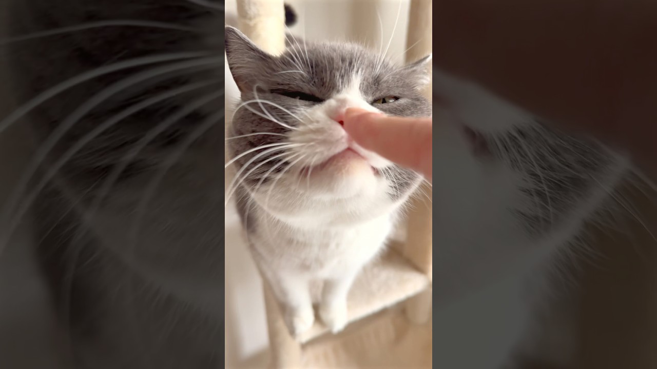 バチっとまる⚡️#cat  #ブリテッシュショートヘアー ブリテッシュショートヘアー #猫 #猫のいる暮らし #ねこ #お出迎え猫 #お留守番猫
