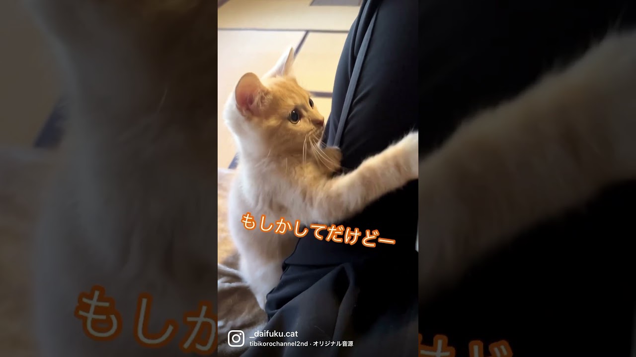 体毛もコレクション🐈⸒⸒⸒⸒ #マンチカン #cat #munchkin #ねこのだいふく #猫 #ねこのいる生活