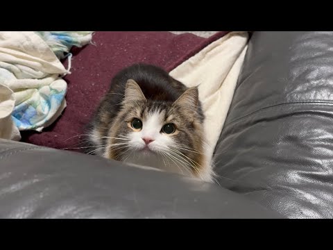 大好きなおもちゃがあると目がまんまるになる猫がかわいすぎたwww