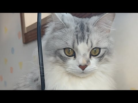会津、大雪警報だよ！ネコちゃんライブ配信♪ cute cat vlog Japan #大雪 #猫 #ねこ #cat #ねこかわいいね