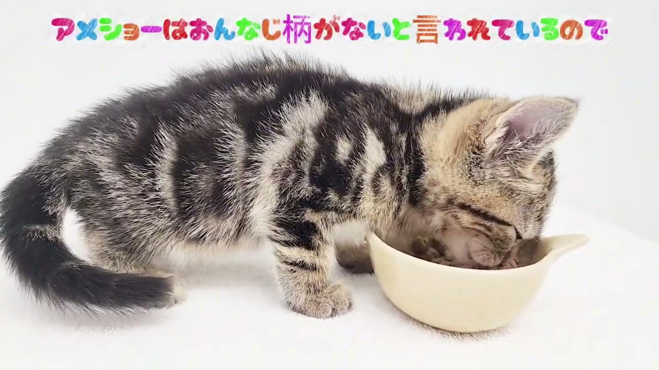 【アメリカンショートヘアー】もぐもぐタイム