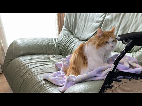 朝のゴロゴロ猫タイム！【マリー（メインクーン）】