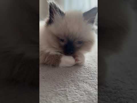 Sleepy Kitten Fights to Stay Awake 😴🐾