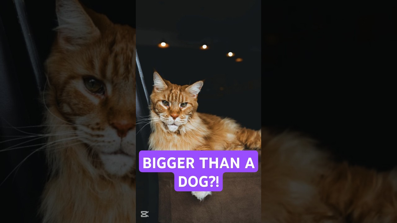 The LARGEST Cat Breed on Earth! #shorts