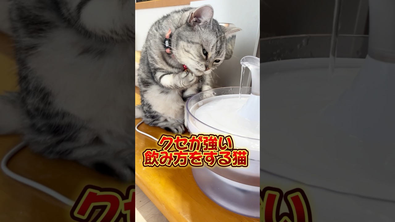 クセが強い水の飲み方をする猫 #アメリカンショートヘア #shorts