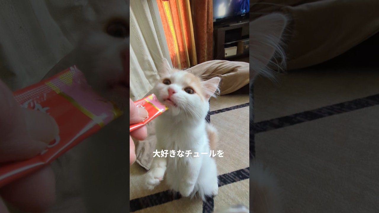 【スコティッシュフォールド】ムーンのチュール食べる格好が。。#かわいい子猫  #猫 #猫のいる暮らし #子猫 #cat