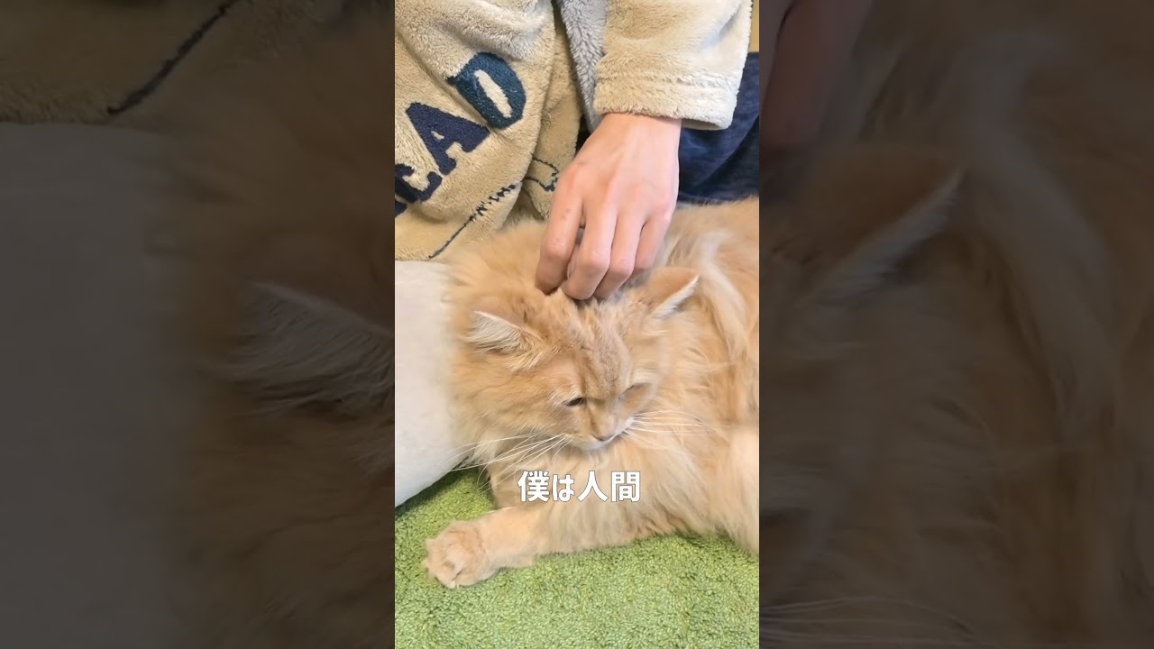 君は猫で僕は人間🐈👦💕【サイベリアン・にゃんにゃんにゃん】 #shorts #サイベリアン #猫 #にゃんにゃんにゃん
