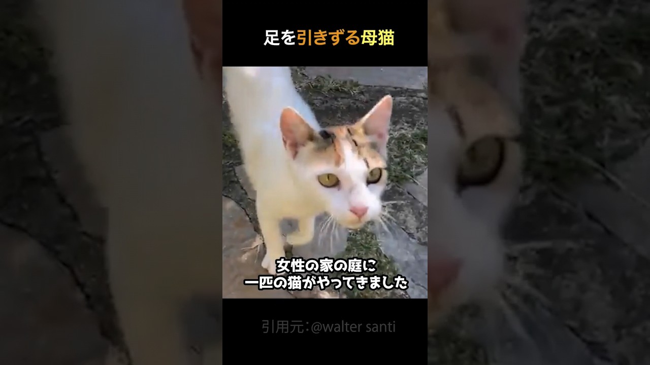 足を引きずる母猫