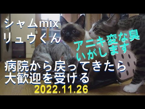 【シャムｍｉｘ】リュウくん　動物病院から戻ってきたら　20221126