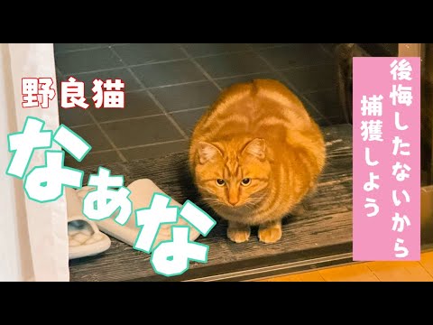【野良猫なぁなを捕獲したい！！5日目】