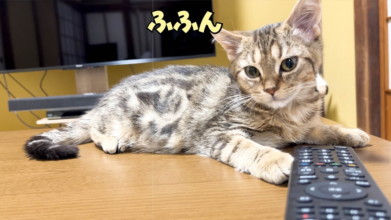 テレビを消しちゃう子猫のドヤ顔がかわいすぎました🤣