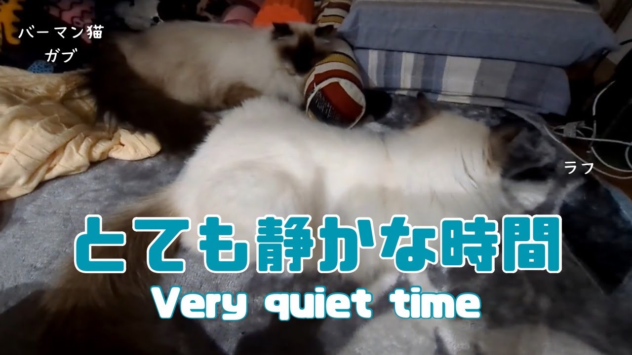 バーマン猫ラフとガブ【とても静かな時間】Very quiet time（バーマン猫）Birman/Cat