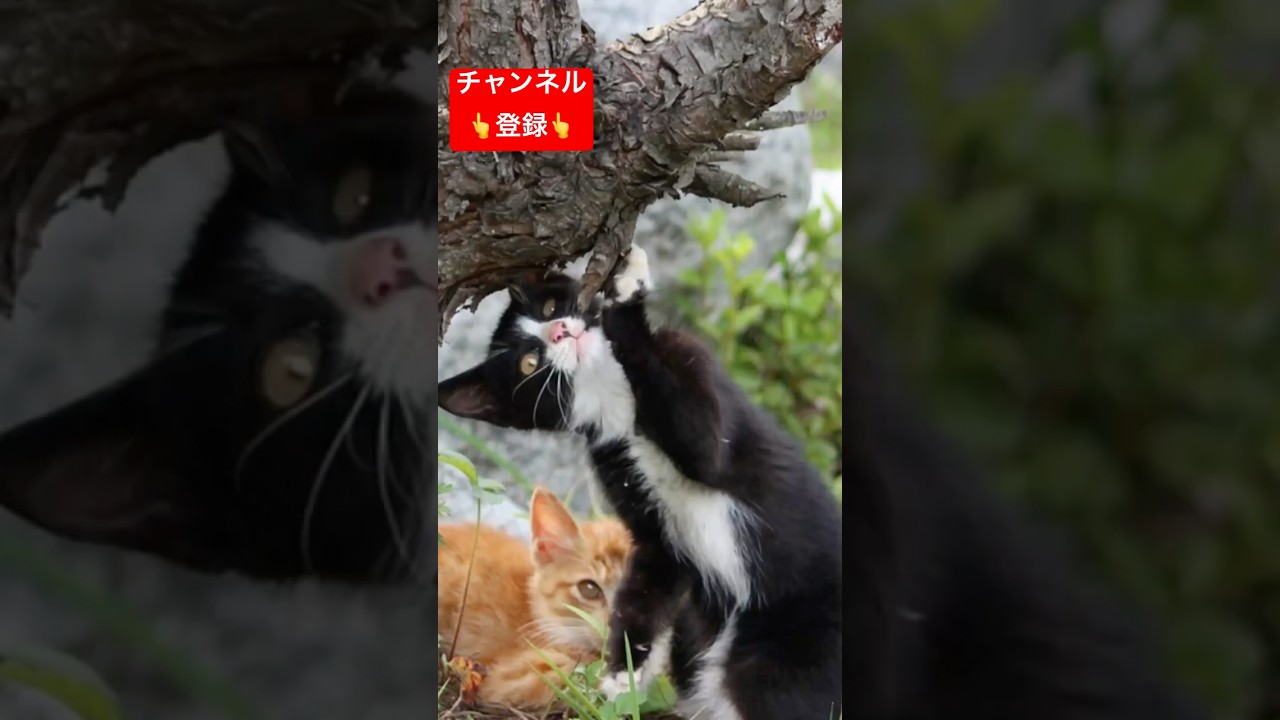 驚愕の猫狂いあるある3選 #shorts #雑学 #豆知識 #猫 #猫好き #cat #猫動画