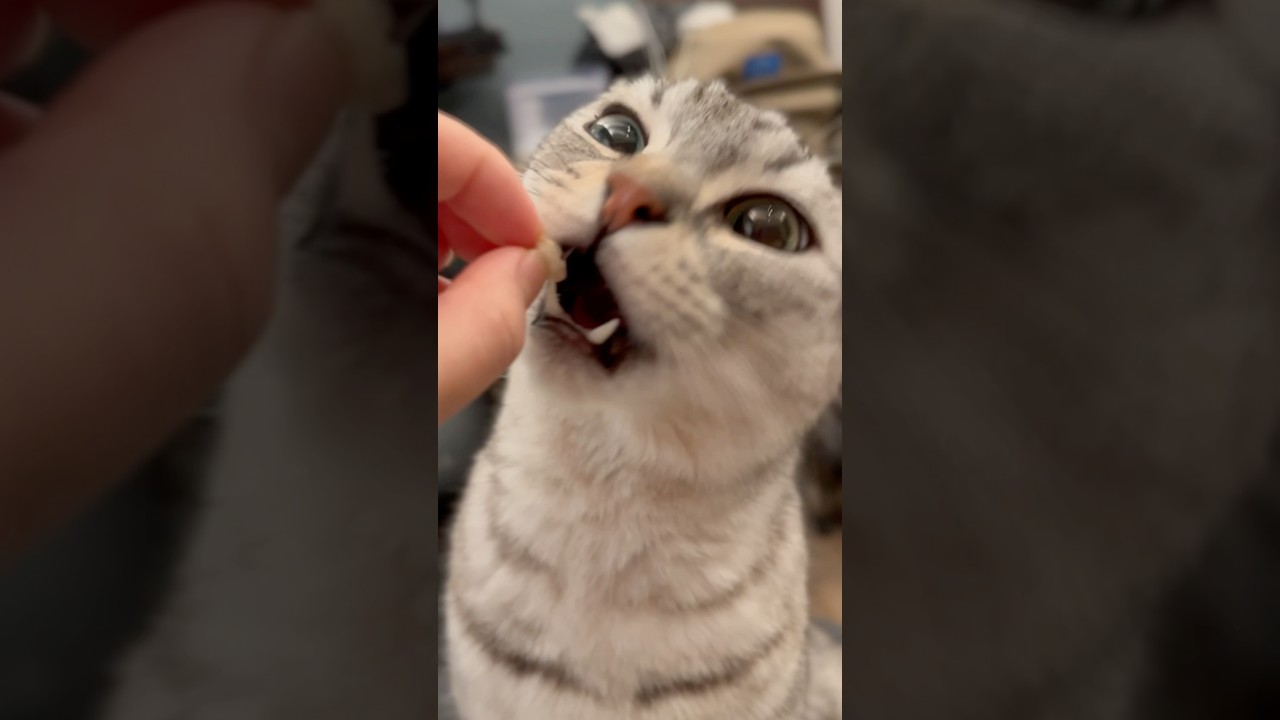 ご褒美おやつにガッつく猫が可愛すぎる!! #shorts #猫 #cats
