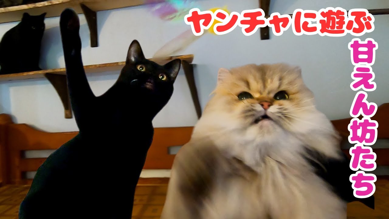 ペルシャ猫チンチラゴールデンと黒猫の子猫がやんちゃに遊ぶ（保護猫カフェウリエル）梅田