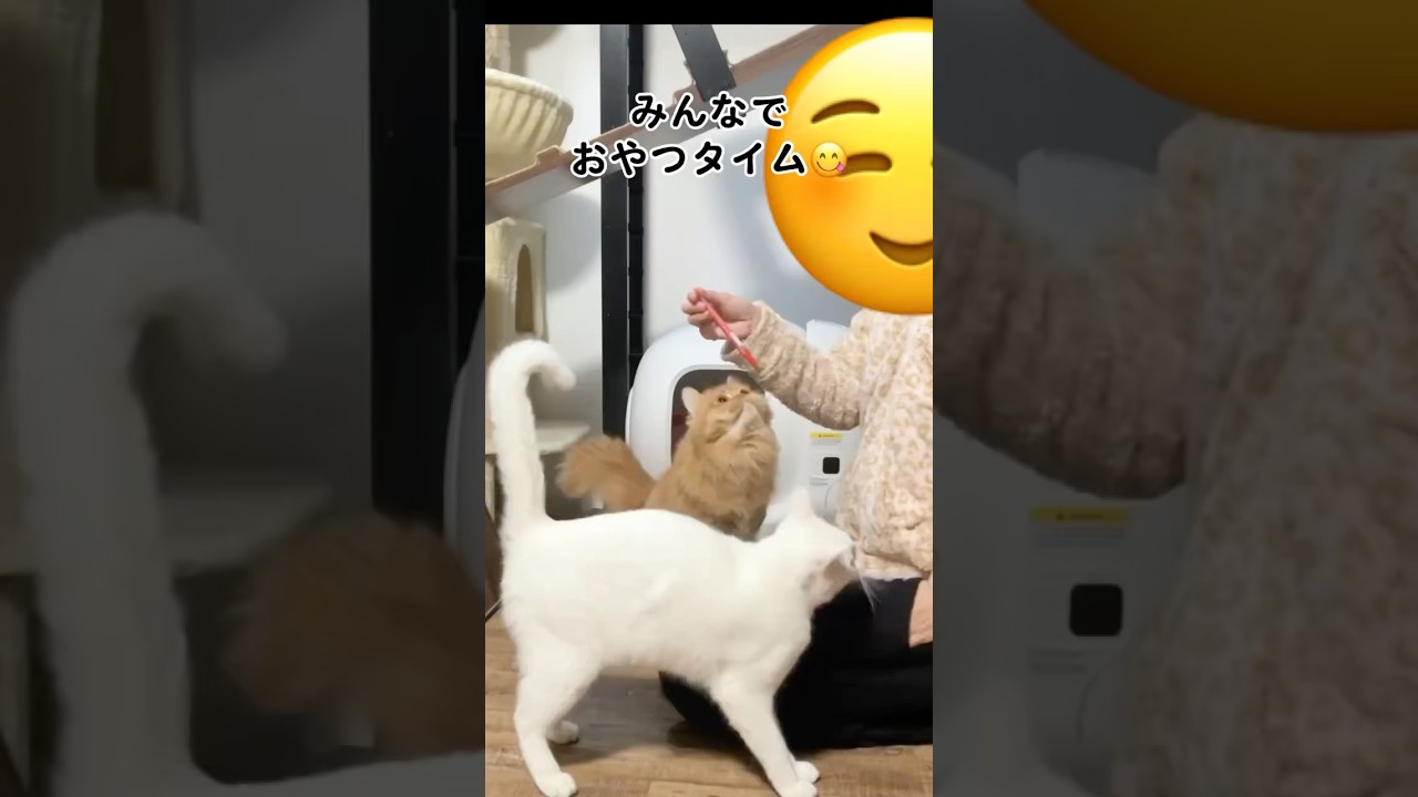 おやつタイムに大興奮の猫たち #shorts #猫 #cat #スコティッシュフォールド #ミヌエット #保護猫