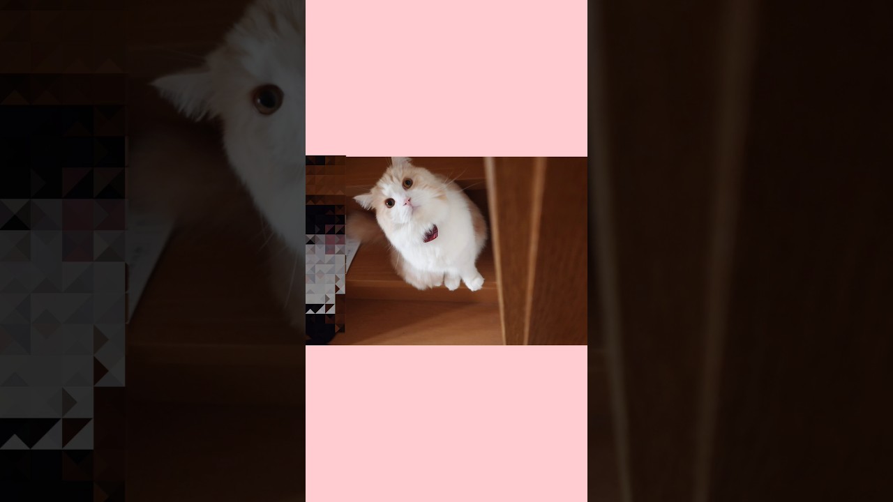 【インコを苦手な猫はこんな猫】#マンチカン#コザクラインコ #ちゅぴごま