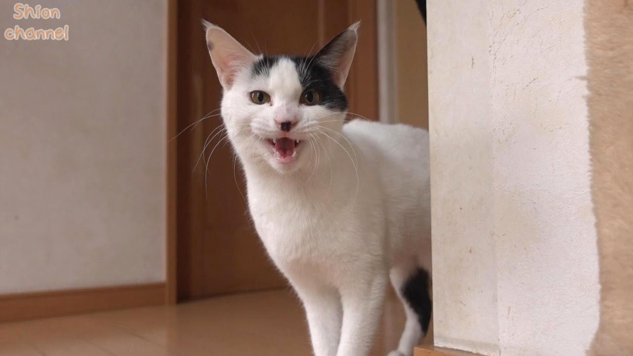 引きこもりがちな猫を遊びに誘ってみたらこうなりました…