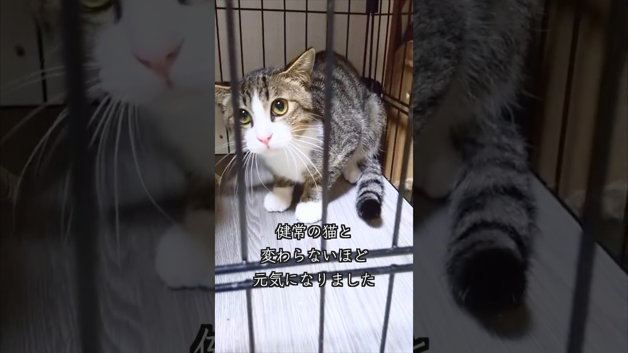FIPを発症した保護子猫たちのその後のご報告です #shorts  #子猫保護 #保護活動