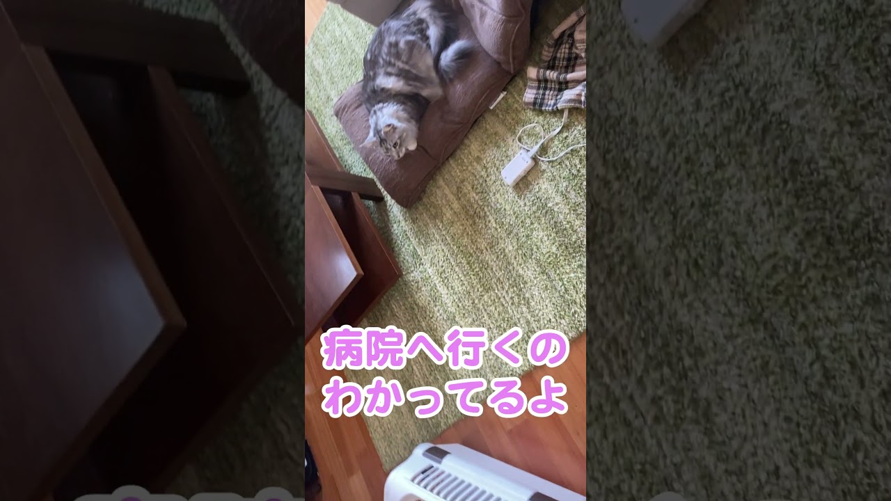 大型猫の本気怒り💢。病院へ行きたくなくて威嚇する。頑固に動かないデカネコ#メインクーン#shorts