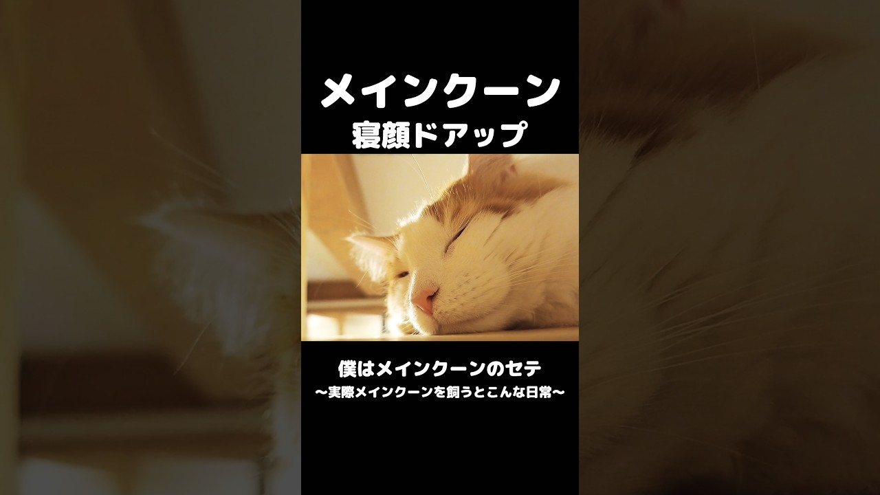 癒やされる〜 #メインクーン #猫のいる生活 #mainecoon #cat