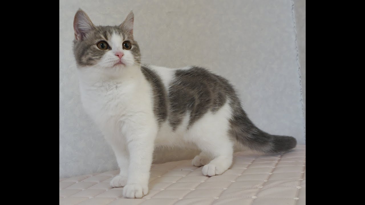 ブリティッシュショートヘアー子猫　British Shorthair　2024.10.1産まれ　ブルータビー&パッチドホワイト　女の子　シーダキャット猫のお店
