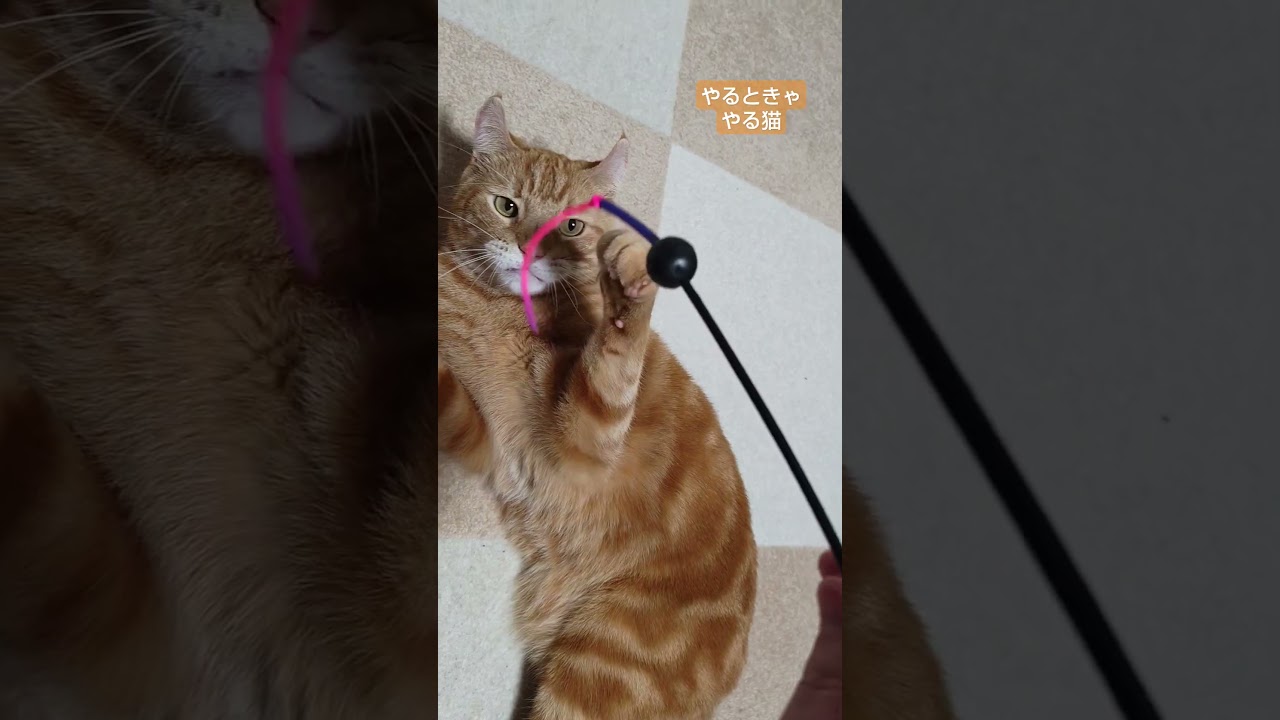 よく遊ぶアメリカンカールの男の子　#猫 #cat #アメリカンカール