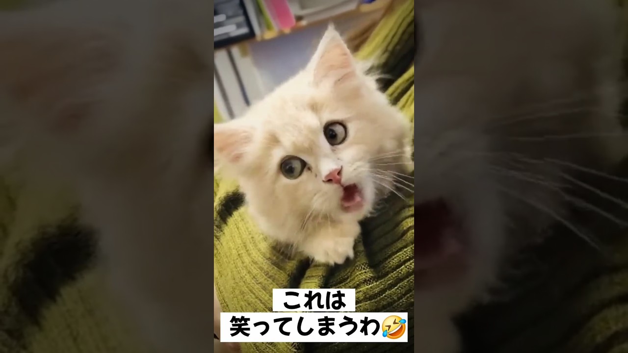 これは笑っちゃうでしょ～🤣愛猫よ!すまん #shorts
