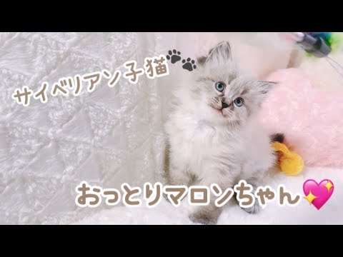おっとり癒し系女子🐾タレ目のマロンちゃん💖 #子猫 #サイベリアン #子猫販売