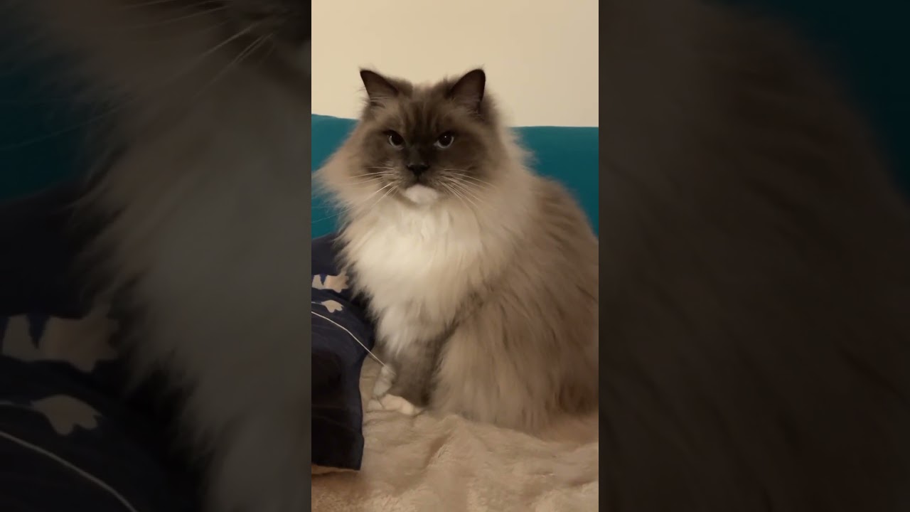 きゅるきゅる♡バーマンつきみさん