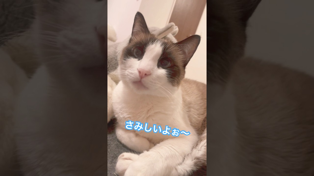 【CAT】寂しいよ #shorts #cat #cat #ねこ好きさんと繋がりたい #猫のいる生活