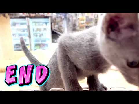 【ロシアンブルー】ご飯が大好きなロシちゃん