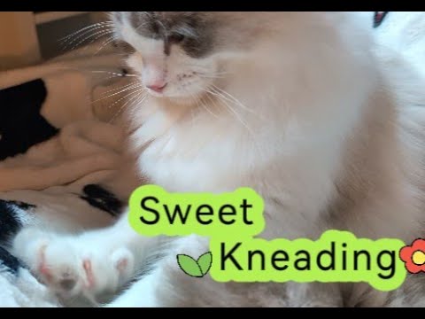 Happy, a Ragdoll kitten, kneads in a rhythmic dance—everyone's most heart-melting, healing friend.💖