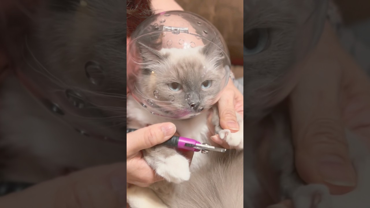 【買ってよかった猫グッズ】噛み癖のある猫の爪切りの方法#shorts  #ラグドール #子猫