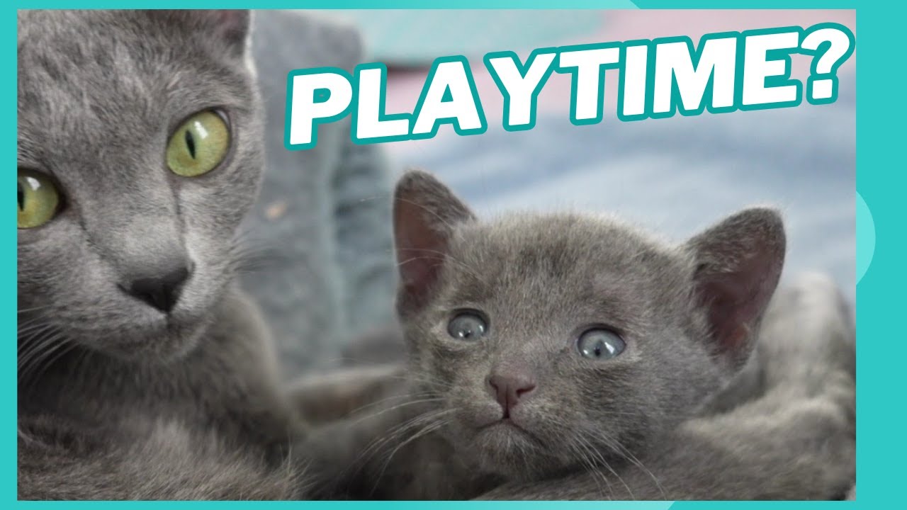 Stormy the Korat Kitten plays with his Bunny Friends