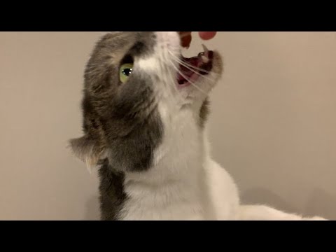 チンアナゴのようにおやつを頬張るねこさん #アメリカンカール #たぴ