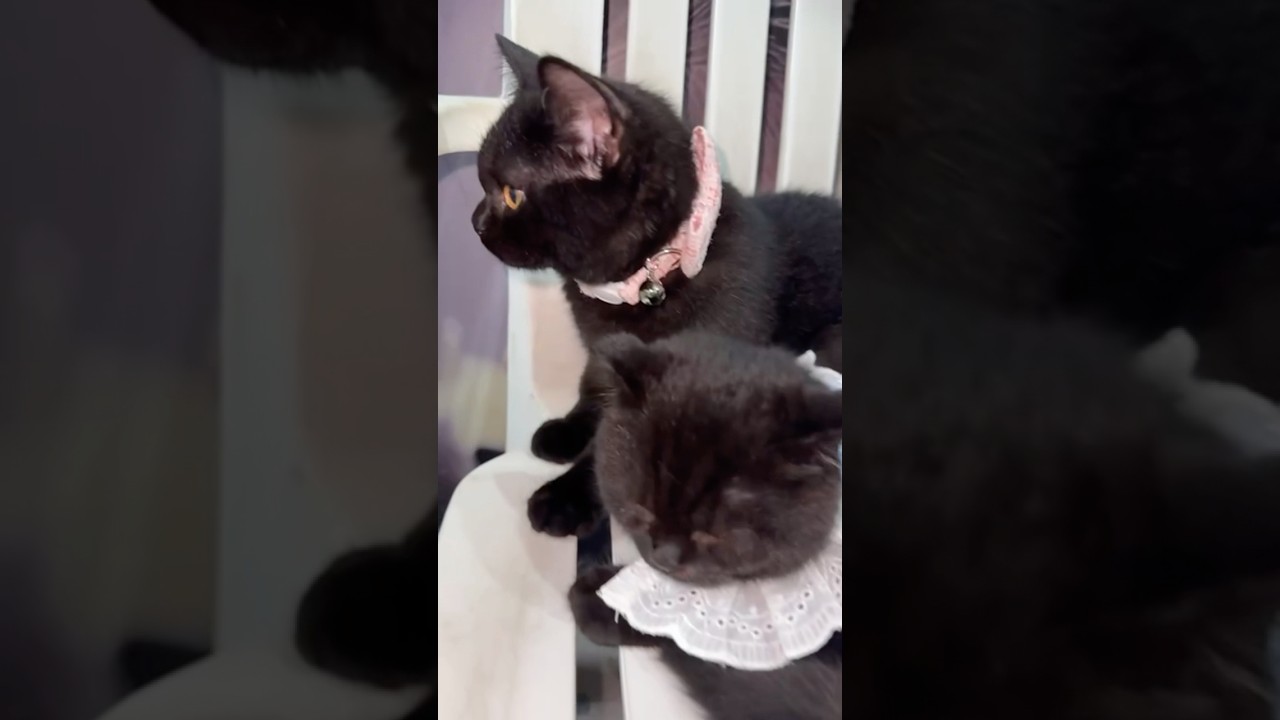 Kitten day ! #newmusic #cat #popmusic #subscribe #cat #kittencomedy #cuteanimal #comment #music