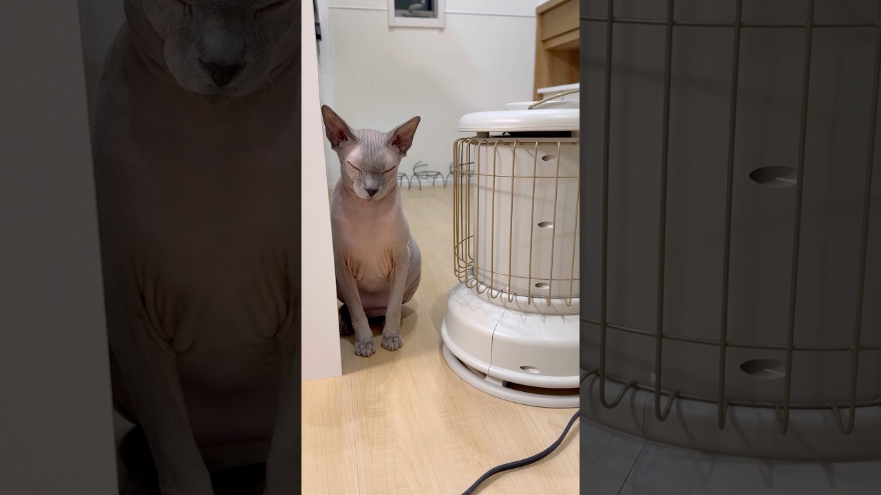 ヒーターに当たって気持ちよさそうな毛のない猫ww【スフィンクス】