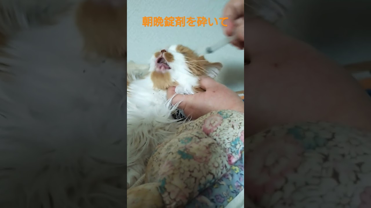 #ラガマフィン 　#猫のいる暮らし #チュール #薬