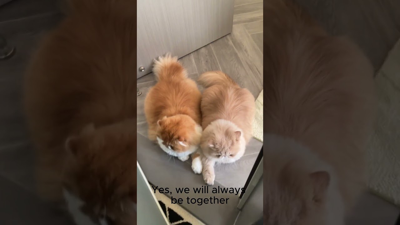 These Two Cats Are Always Together! Lifelong Friendship 😻❤️ #catlovers #funnycats