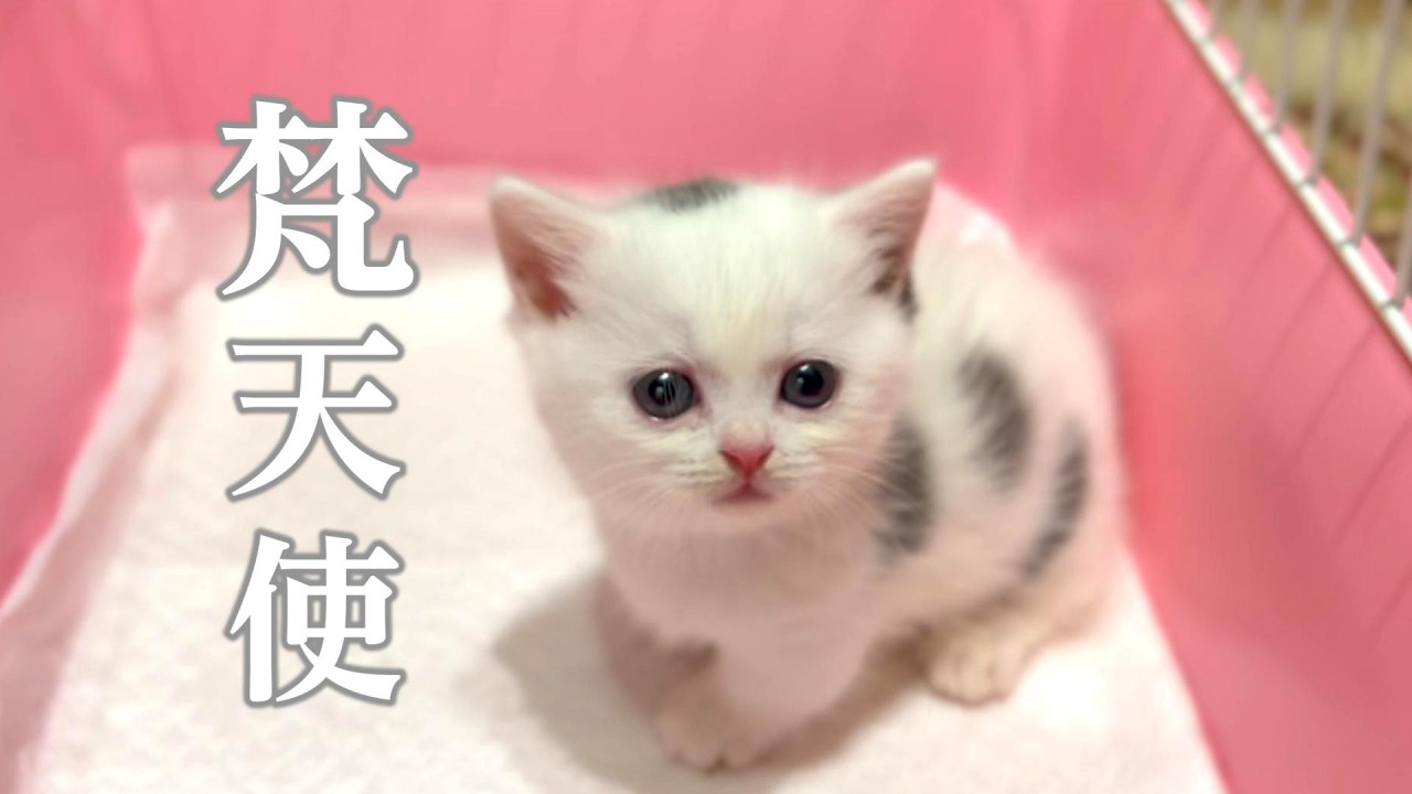 【子猫お迎え前日譚】生後１ヶ月半の小僧は最上位天使でしてん