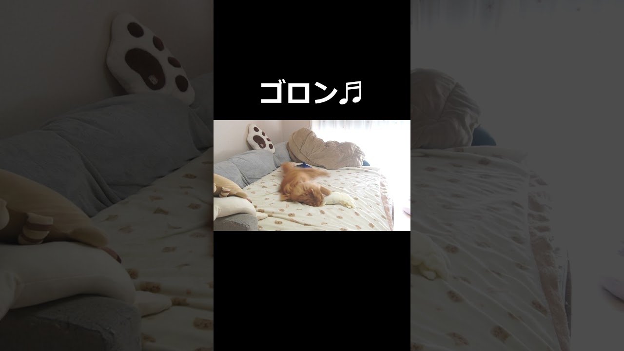 【猫】やっぱりイカおもちゃで遊ぶふうちゃん！#猫 #cat #ラガマフィン #猫のいる暮らし #癒される #可愛い