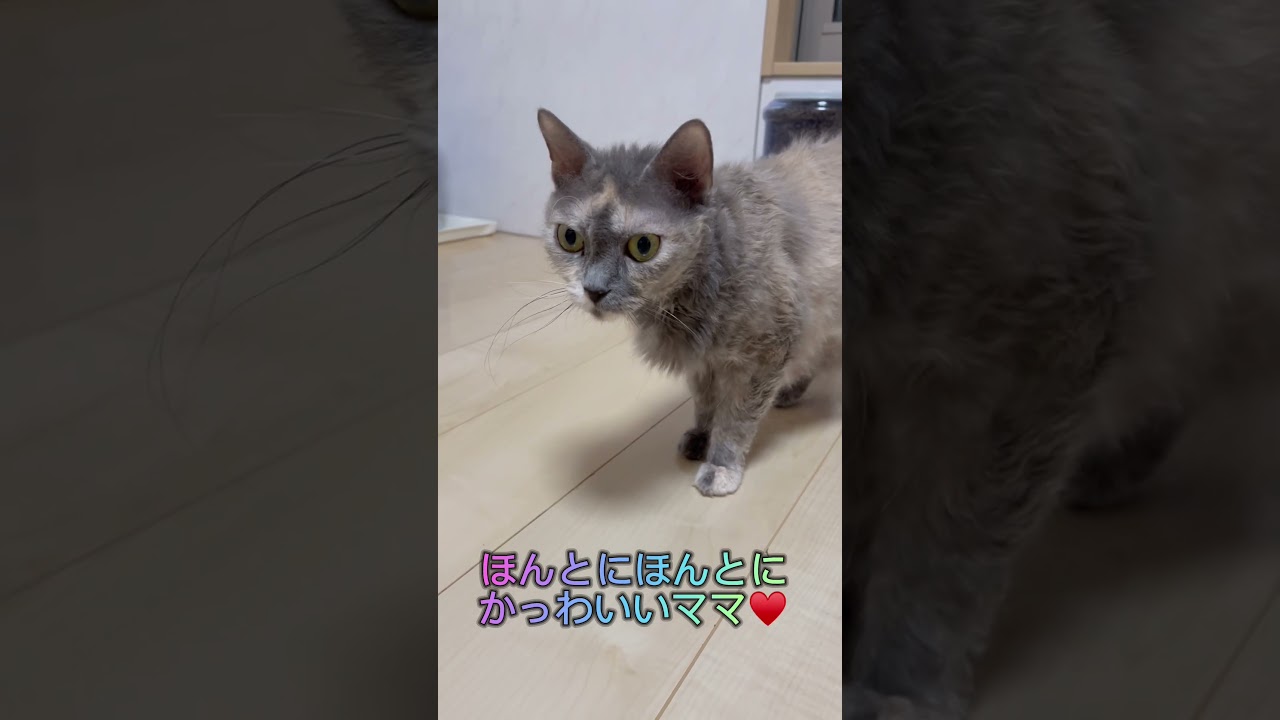子育て上手なラパーマのおかーさん💕 #ラパーマ #ブリーダー直販 #猫 #マンチカン #ミヌエット #猫のいる暮らし #子猫 #子猫販売