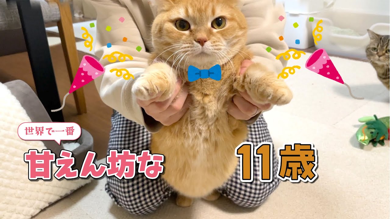 いくつになっても甘えん坊で赤ちゃんみたいな11歳のプリンが可愛すぎる！