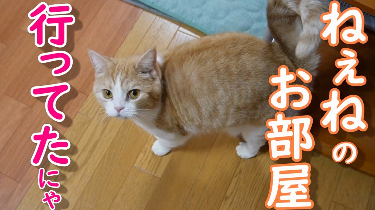 ママの姿が見えないと鳴く猫【スコティッシュフォールド】【アビシニアン】