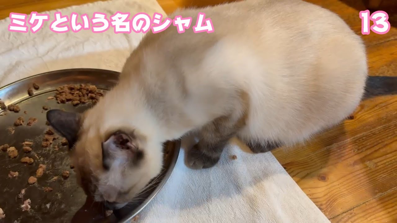 シャムだけどミケって名前なのアタチ  2025 02 08 1