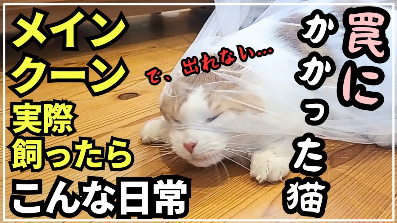 メインクーンの変顔で癒される日常