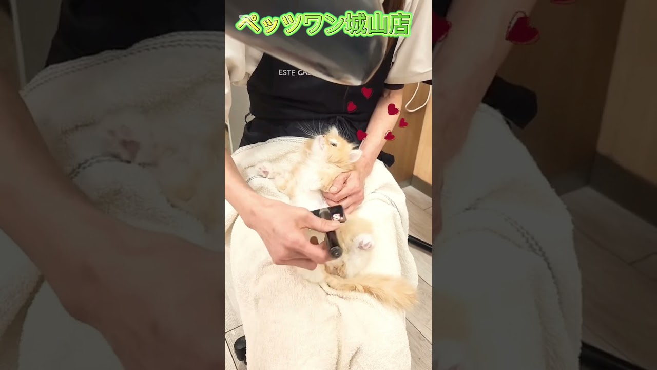 【ラガマフィン】初シャンプー！ドライングも怖くないにゃ！#shorts#pets#cat#ラガマフィン #ペットショップ＃ペッツワン城山店