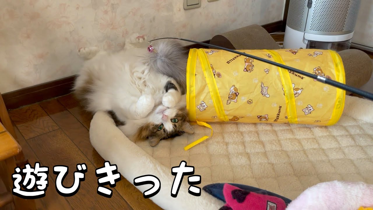 猫がよく遊ぶおもちゃ【ノルウェージャンフォレストキャット】